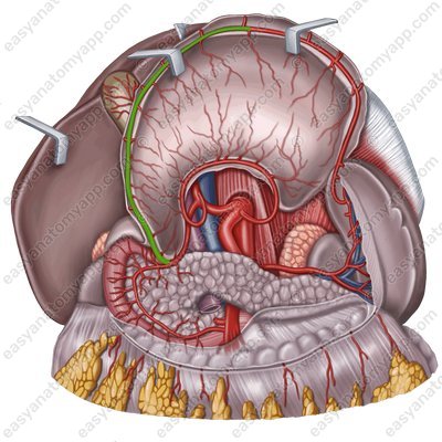 Левая желудочно-сальниковя артерия (a. gastroomentalis dextra)